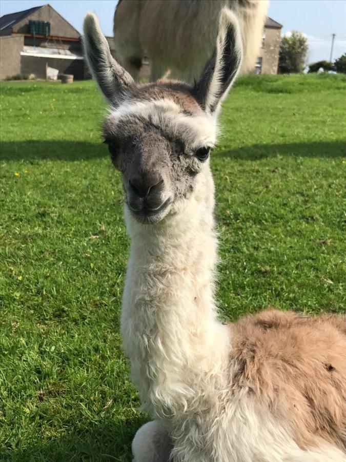 The Beautiful Lazy Llama Shepherd Hut Farm Stay Ballyshannon Exterior photo