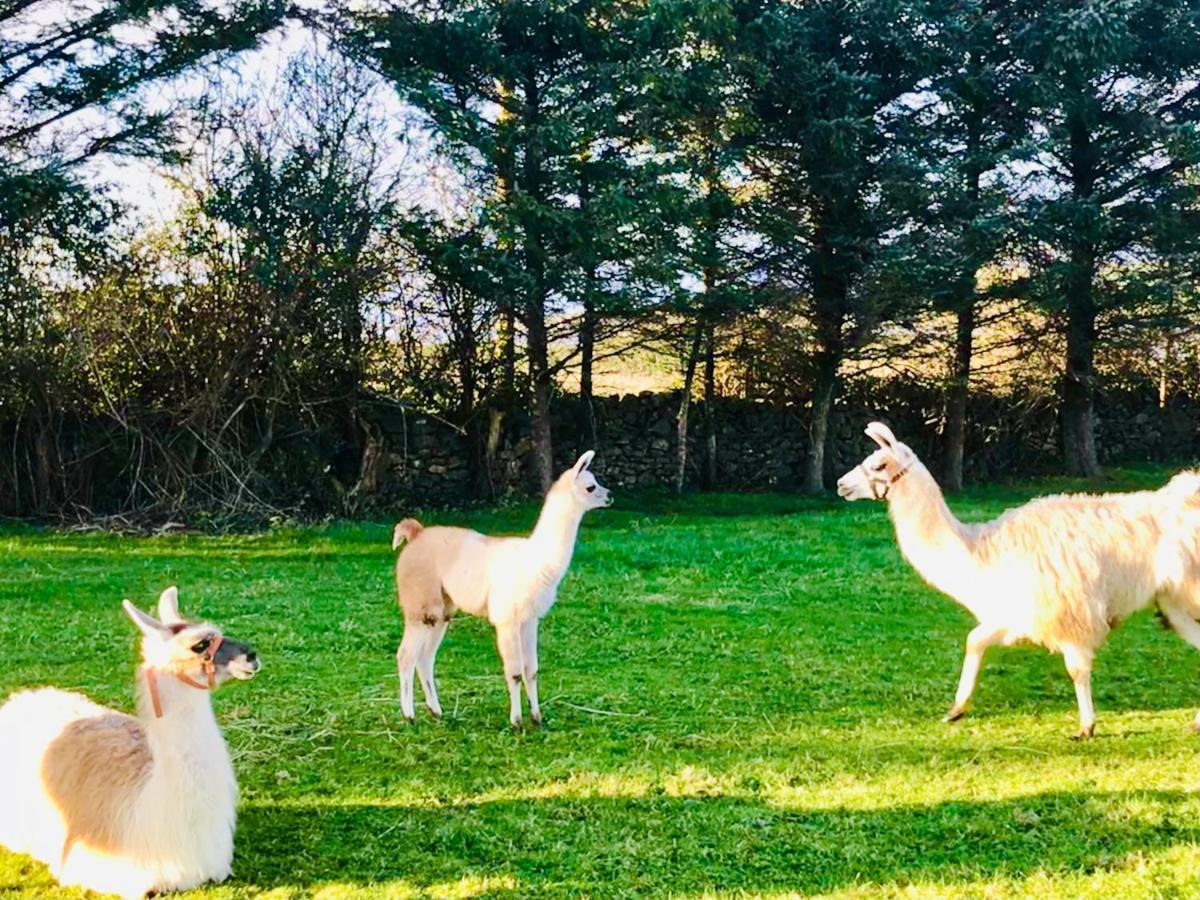 The Beautiful Lazy Llama Shepherd Hut Farm Stay Ballyshannon Exterior photo